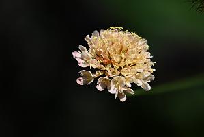2025-08150116 Tower Hill Botanic Garden, MA